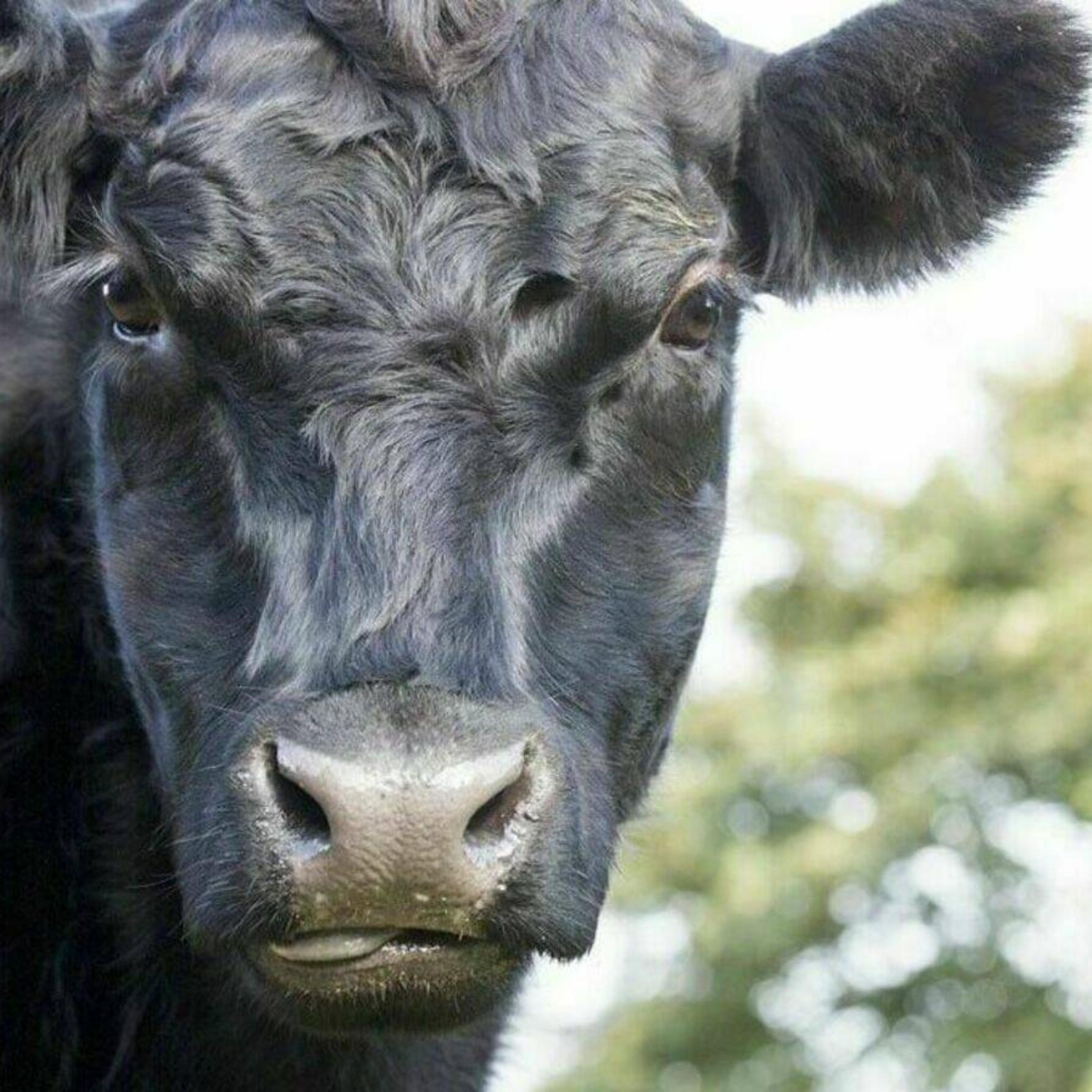 Black Angus Rind